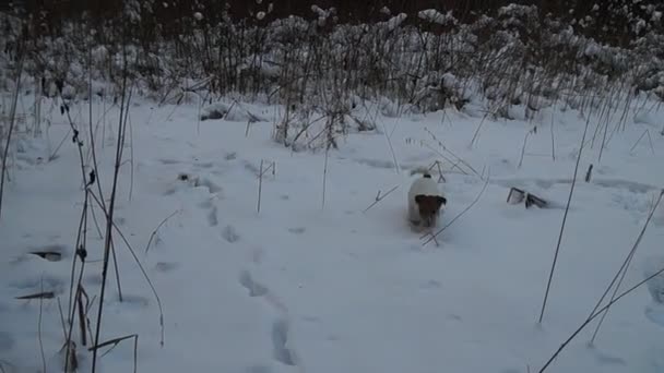 Búsqueda de perros. Jack Russell terrier caza. Juego de perros. Graciosa mascota. Caza de perros — Vídeos de Stock