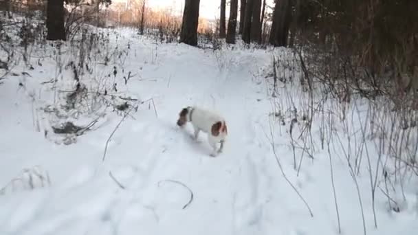 Suchhunde. Jack Russell Terrier jagt. Hundespielen. Lustiges Haustier. Jagd auf Hunde — Stockvideo