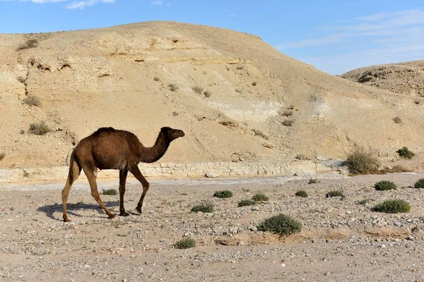 Judea çölünde deve. — Stok fotoğraf