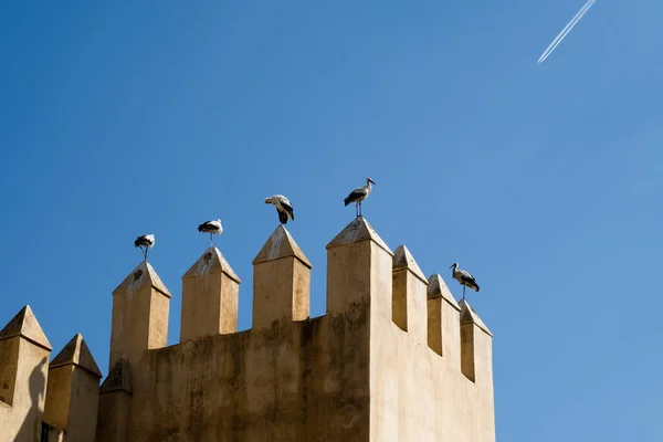 Sky Contrail Resting Cranes Top Fortification Wall Meknes Morocco — Stock Photo, Image