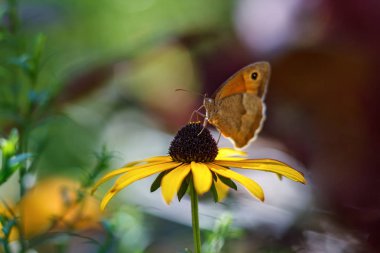 Sarı çiçekte oturan güzel kelebek