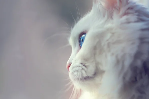 Weiße Angorakatze Mit Blauen Augen Nahaufnahme Foto Katzenauge Der Makrofotografie — Stockfoto