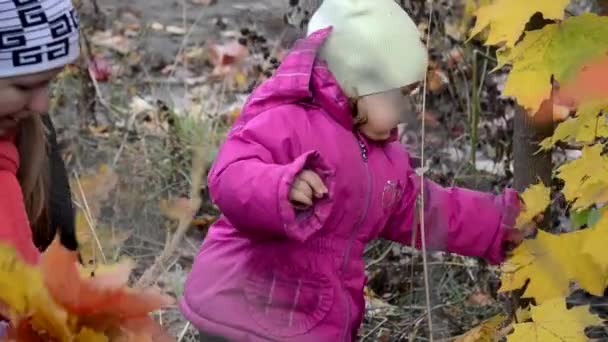 Moeder en dochter lopen in het herfst bos. Mooie rode, gele bladeren en rode paraplu. Jonge moeder en kleine peuter dochter meisje in een baret en een vacht lopen in het herfst bos. — Stockvideo