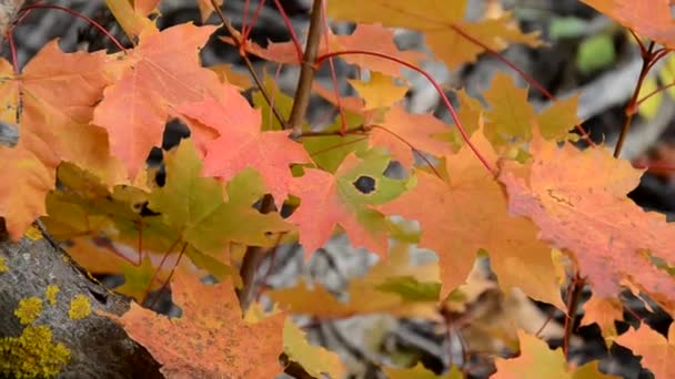 Hojas de otoño balanceándose sobre un árbol en el Parque otoñal. Caída. Parque colorido de otoño. Bengala solar — Vídeo de stock