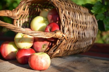 Yaz çimlerinde sepetteki organik elmalar. Doğada taze elmalar. Bahçede sonbahar hasadı