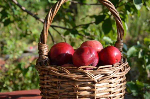 Pommes Biologiques Dans Panier Dans Herbe Été Pommes Fraîches Dans — Photo