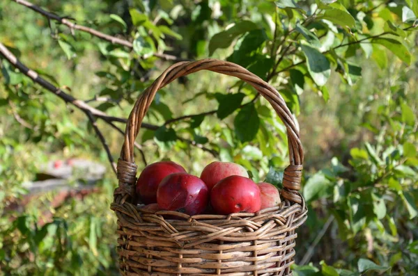 Manzanas Ecológicas Canasta Hierba Verano Manzanas Frescas Naturaleza Cosecha Otoño — Foto de Stock