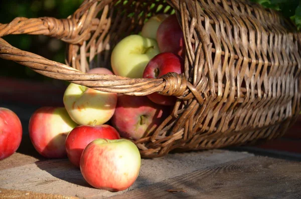 Pommes Biologiques Dans Panier Dans Herbe Été Pommes Fraîches Dans — Photo