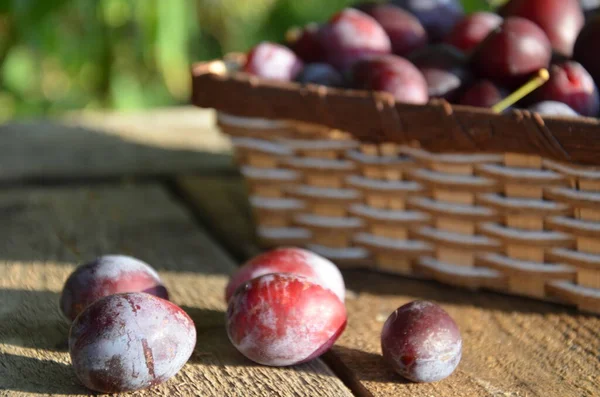 Prunes Mûres Dans Panier Sur Table Bois Sur Fond Naturel — Photo