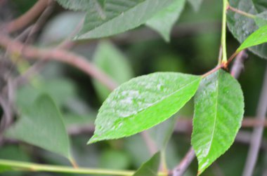 Yağmur mevsimi, yeşil palmiye yaprağına su damlası, yağmur ormanlarında büyük yapraklar, doğa arka planı..