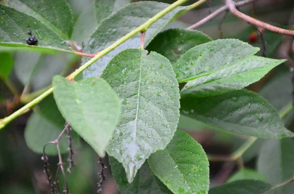 雨の季節緑のヤシの葉に水滴雨の森に大きな葉自然背景 — ストック写真