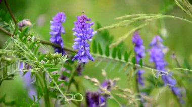 Çocuk sepetten çilek yiyor. Küçük kardeş çocuklar yazın çilek çiftliğinde eğleniyorlar. Çocuklar sağlıklı organik yiyecekler yiyor, taze böğürtlen.