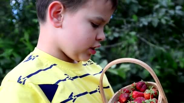 A fiú epret eszik egy kosárból. A kistestvérek jól érzik magukat az eperfarmon nyáron. Egészséges bio ételeket, friss bogyókat fogyasztó gyermekek. — Stock videók