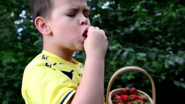 Chico comiendo fresas de una canasta. niños pequeños hermanos divirtiéndose en la granja de fresas en verano. Niños comiendo alimentos orgánicos saludables, bayas frescas . — Vídeo de stock