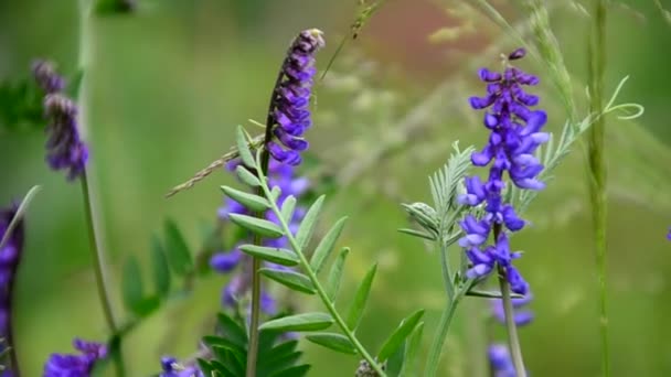 Flores púrpuras en la naturaleza salvaje sobre un fondo de follaje verde — Vídeos de Stock