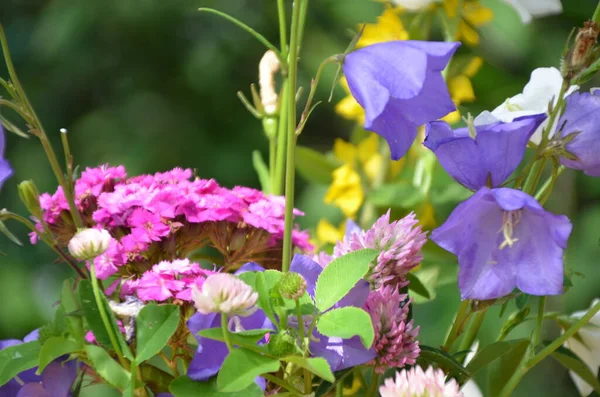 Schöner Strauß Heller Blumen Auf Einer Wiese Vor Grünem Laub — Stockfoto
