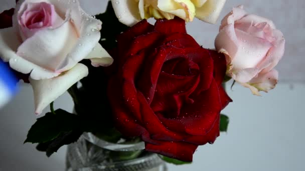 美丽的玫瑰花洒满了水 — 图库视频影像