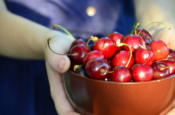 Mavi elbiseli bir kız bahçenin arka planında toplanmış kirazlarla dolu bir kase tutuyor ve yapraklar, yaz zamanı, meyveler ve vitaminler, doğal ürünler.