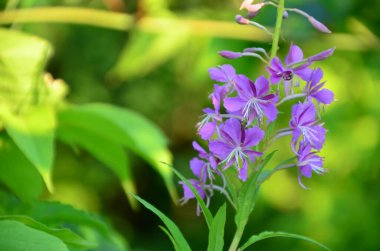 Yeşil yapraklı güzel mor bir çiçek. Güzel bir bokeh arka planda çiçek soğanı. Çok sığ DOF.