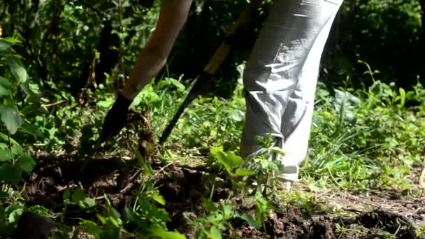 Een vrouw in blauwe jeans en geregen mocassins graaft de grond met een schop. Voorbereiding van een tuin voor voorjaarsgroenten — Stockvideo