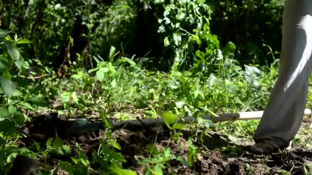 Une femme en jeans bleus et mocassins lacés creuse le sol avec une pelle. Préparation d'un jardin pour la plantation de légumes de printemps — Video