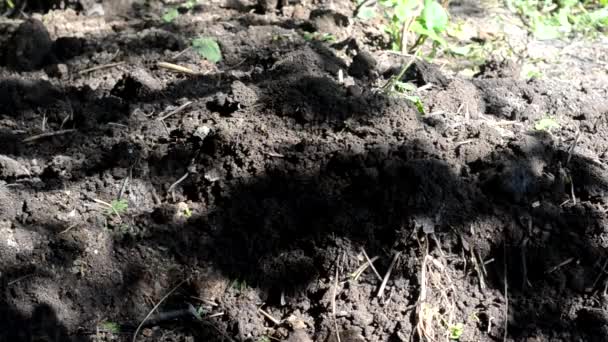 Une femme en jeans bleus et mocassins lacés creuse le sol avec une pelle. Préparation d'un jardin pour la plantation de légumes de printemps — Video