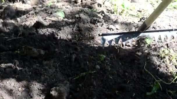 Une femme en jeans bleus et mocassins lacés creuse le sol avec une pelle. Préparation d'un jardin pour la plantation de légumes de printemps — Video