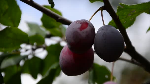 Sluit de pruimen rijp op tak. Rijp pruimen op een boomtak in de boomgaard. Uitzicht op vers biologisch fruit met groene bladeren op pruimentak in de fruittuin. — Stockvideo
