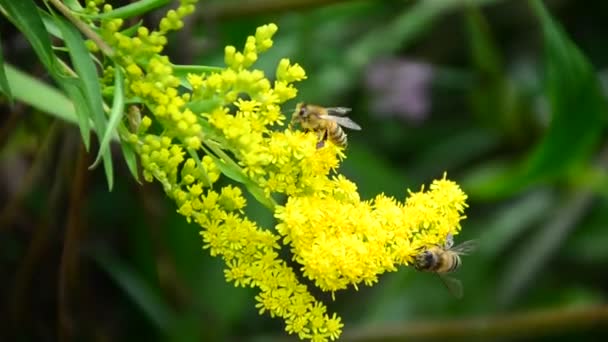 La abeja voladora que recoge el polen a la flor amarilla. Abeja volando sobre la flor amarilla en un fondo borroso — Vídeos de Stock