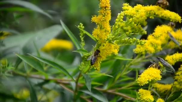 La abeja voladora que recoge el polen a la flor amarilla. Abeja volando sobre la flor amarilla en un fondo borroso — Vídeos de Stock