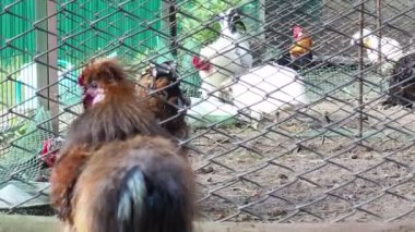 Çiftlikteki kümeste çok renkli güzel bir horoz. Çiftlikteki bir tavuğa yakın Gallus gallus domesticus