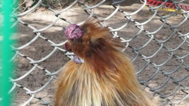Ayam jago warna-warni yang cantik di kandang ayam di peternakan. Pendekatan ayam di sebuah peternakan Gallus gallus domesticus — Stok Video