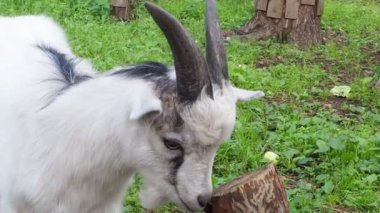 Beyaz, gülünç çocuk yeşil çimlerin üzerinde bir çiftlikte otlanıyor.