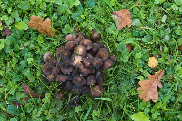 Lugg Svampar Ett Fält Med Gräs — Stockfoto