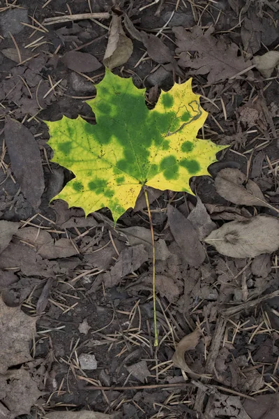 Norway Maple Leaf Bed Decaying Leaves — Stock Photo, Image