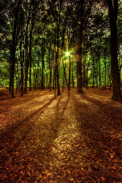 Sonnenlicht Durch Bäume Auf Goldenes Herbstlaub — Stockfoto