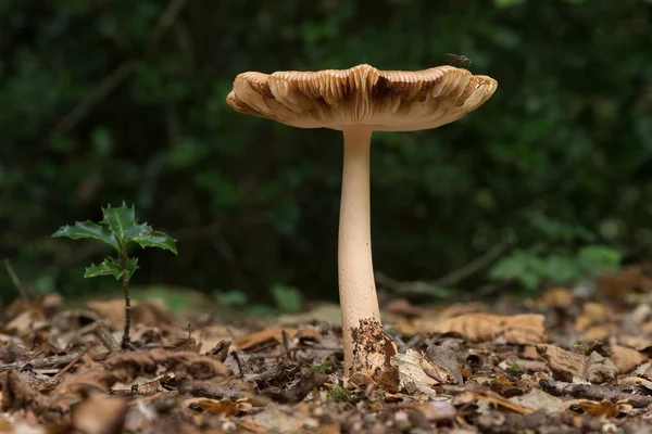 Schimmel Met Een Vlieg Bos Lage Hoek — Stockfoto