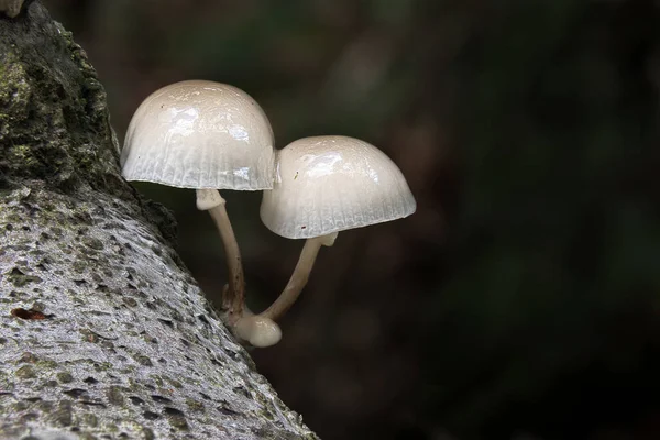 Два фарфоровых гриба — стоковое фото