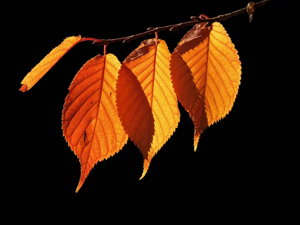 Autumn Leaves Overlapping Backlit Fly Silhouette Dark Background — Stock Photo, Image