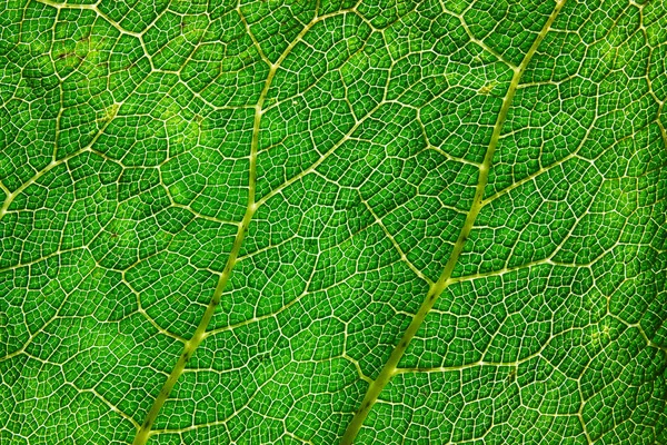 Primer Plano Gran Textura Hoja Verde —  Fotos de Stock