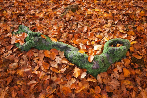 Green Moss Covered Tree Root Surrounded Autumn Leaves — Stock Photo, Image