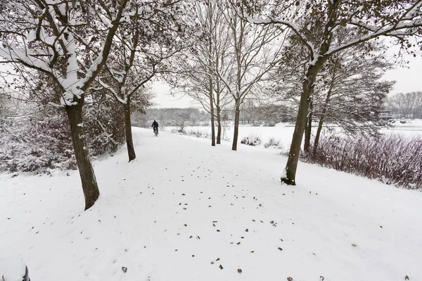 Cyklist Cykling Längs Snö Täckt Väg Genom Träden — Stockfoto