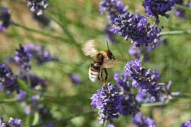 Lavanta çiçeği uzak uçan arı