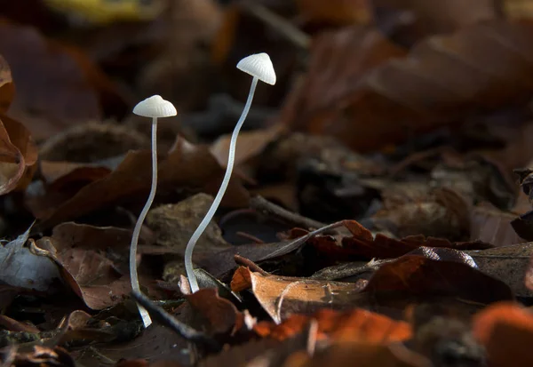 Kleine Porseleinen Schimmels Groeien Door Middel Van Dode Bladeren — Stockfoto