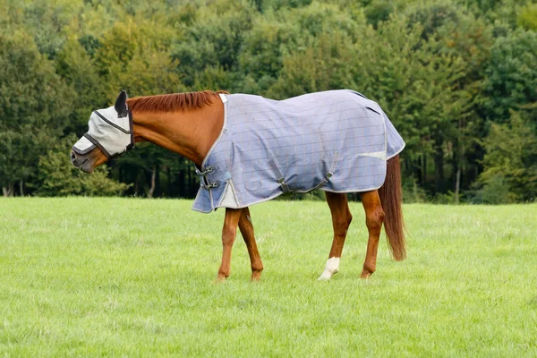 Braunes Pferd Weidet Mit Fliegenmaske Auf Einem Feld — Stockfoto