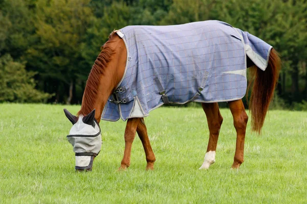 Braunes Pferd Weidet Mit Fliegenmaske Auf Einem Feld Stockfoto