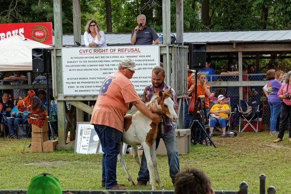 Chincoteague Virginia Julho 2018 Pôneis Selvagens Ilha Assateague São Vendidos — Fotografia de Stock