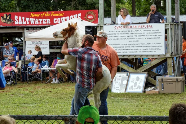 Chincoteague Virginia Juli 2018 Vilda Ponnyer Från Assateague Island Säljs — Stockfoto