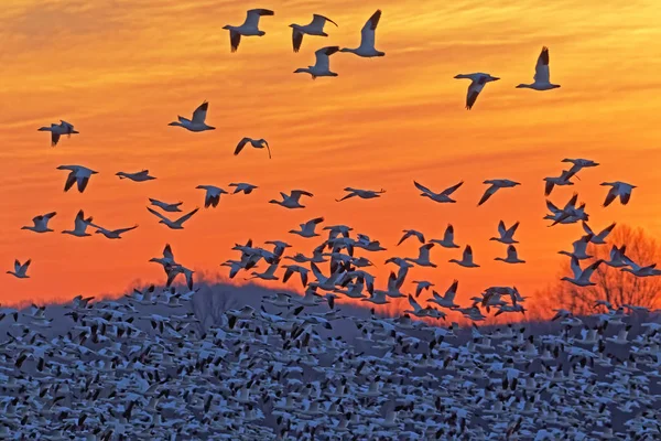 Gansos Neve Voando Para Nascer Sol Middle Creek Wildlife Management — Fotografia de Stock