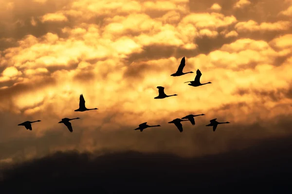 Tundra Swans Flying at Sunrise Stock Picture